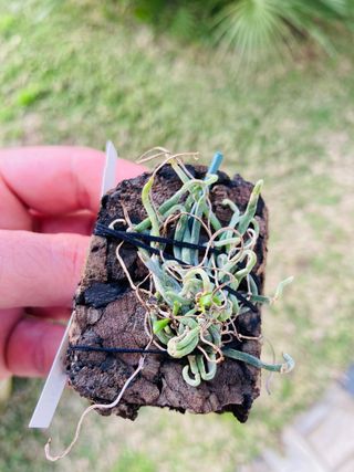 Chiloschista segawae