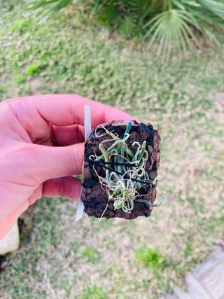 Chiloschista segawae