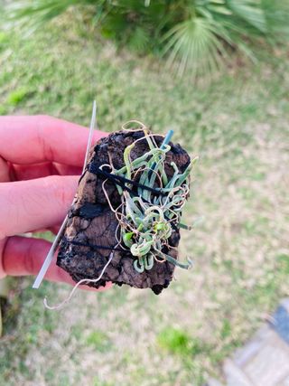 Chiloschista segawae