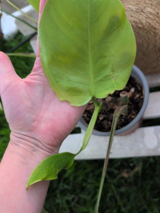 Monstera Aurea