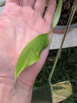 Monstera Aurea