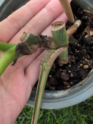 Monstera Aurea