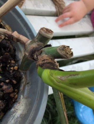 Monstera Aurea