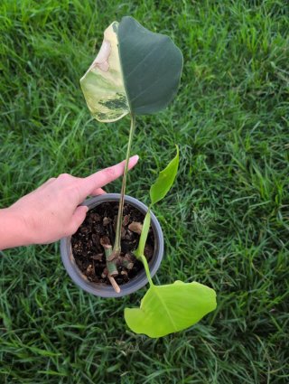 Monstera Aurea