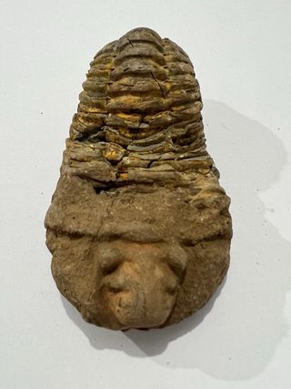 Trilobites Fósiles