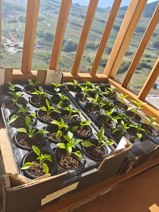 Piantine peperoni dolci misti classici e lunghi