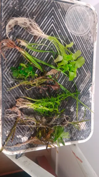 Pack plantas acuáticas Canarias