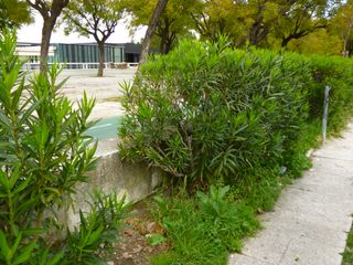 Cámara Digital Canon IXUS 220 HS Roja