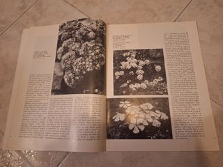 Rivista "Il Giardino Fiorito" - Febbraio 1967