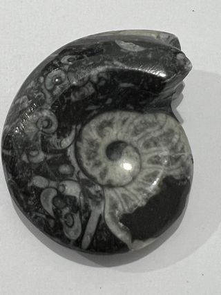 Fósiles Ammonites y Orthocera