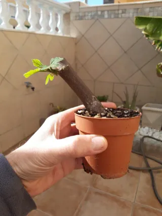 Higuera. Proyecto Pre-bonsai.