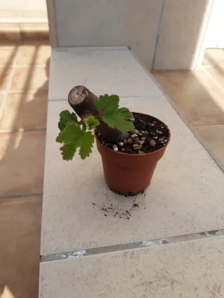 Higuera. Proyecto Pre-bonsai.