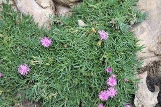 Planta Lamprontus sp. Flores Moradas 4 esquejes
