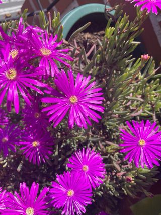 Planta Lamprontus sp. Flores Moradas 4 esquejes
