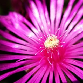 Planta Lamprontus sp. Flores Moradas 4 esquejes
