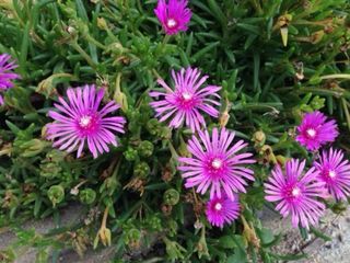 Planta Lamprontus sp. Flores Moradas 4 esquejes