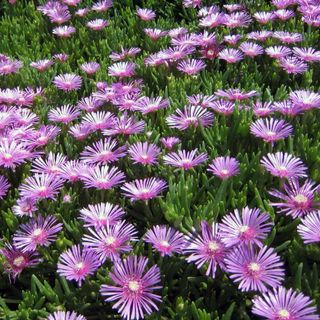 Planta Lamprontus sp. Flores Moradas 4 esquejes