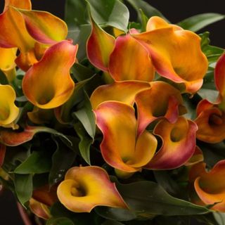 3 Bulbi Calla Captain Lido Bicolore