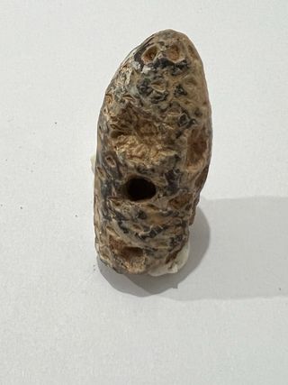 Piña Fosilizada Antigua