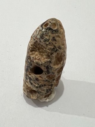 Piña Fosilizada Antigua