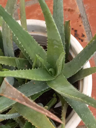 Maceta Grande Aloe Vera