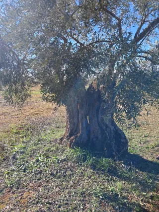 Olivos centenarios en venta