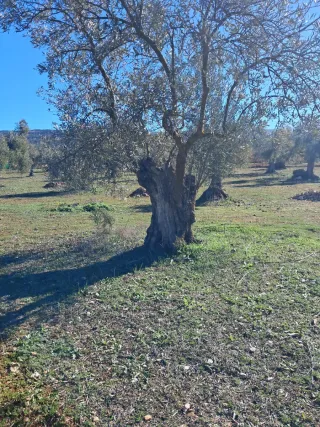 Olivos centenarios en venta