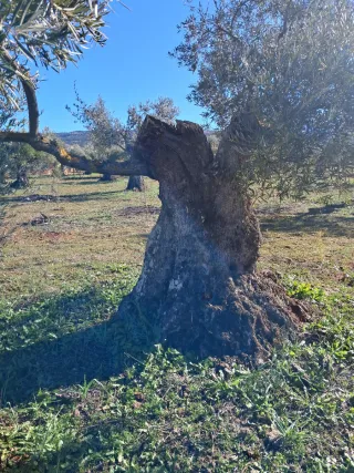Olivos centenarios en venta