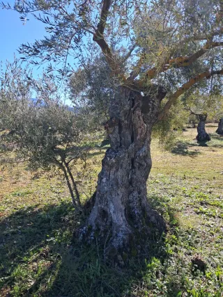 Olivos centenarios en venta