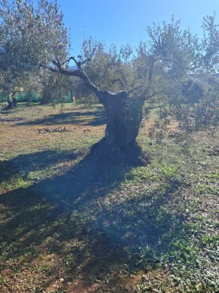 Olivos centenarios en venta
