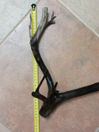 Tronco acuario vid tratada