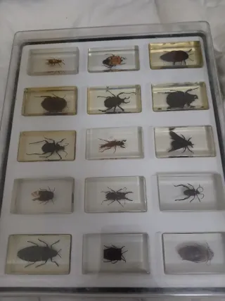 Collezione Insetti Geografici in Resina