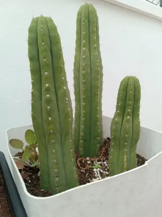 Cactus para decoración de casa