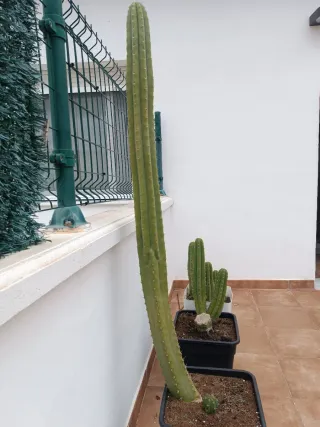 Cactus para decoración de casa