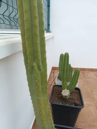 Cactus para decoración de casa