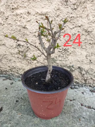 Bonsai Granado Nejikan