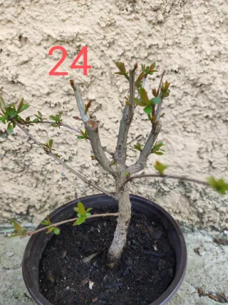 Bonsai Granado Nejikan