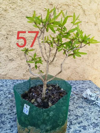 Bonsai Granado Nejikan