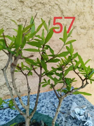 Bonsai Granado Nejikan