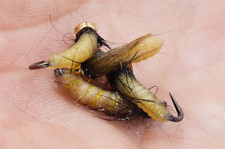 NINFAS PARA LA PESCA DE TRUCHAS