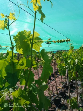 Parra grande ya criada y produciendo