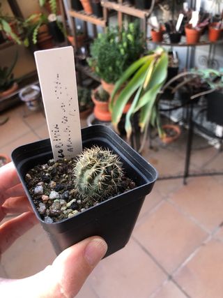 Lote de plantas Francisco