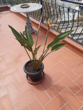 Ave del paraíso