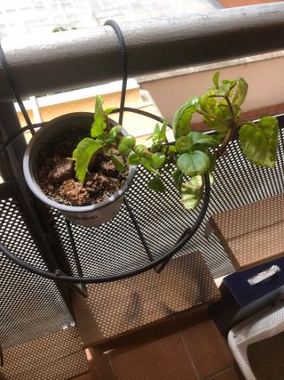 Planta de dinero