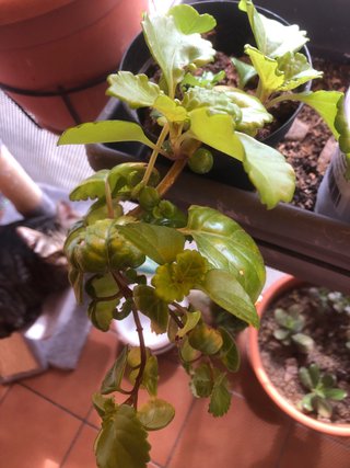Planta de dinero
