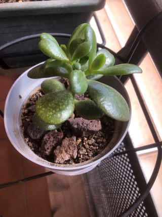 Planta de la suerte Jade