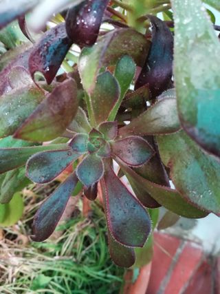 Planta con maceta de plástico gris.