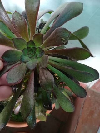 Planta con maceta de plástico gris.