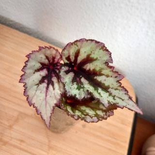 Begonia Rex Evening Glow