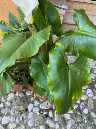 Pianta di Calla bianca